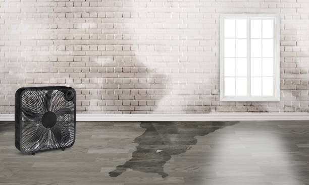 Best Mold removal after water damage  in Steele, MO